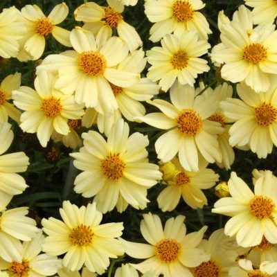 Coreopsis 'Moonlight'