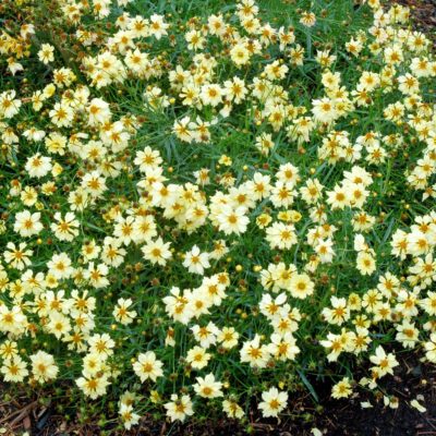 Coreopsis 'Moonlight'