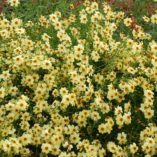 Coreopsis 'Moonlight'