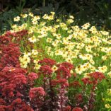 Coreopsis 'Moonlight'