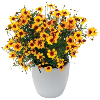 Coreopsis 'Pineapple Pie'