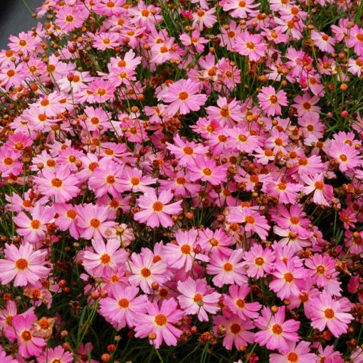 Coreopsis 'Pink Lady'