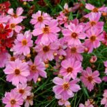 Coreopsis 'Pink Lady'