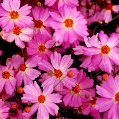 Coreopsis 'Pink Lady'