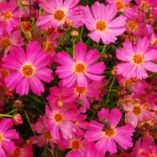 Coreopsis 'Pink Lady'