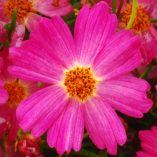 Coreopsis 'Pink Lady'