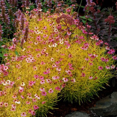 Coreopsis 'Pink Lemonade'