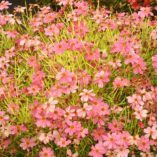 Coreopsis 'Pink Lemonade'