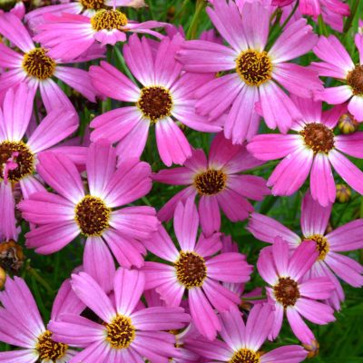 Coreopsis 'Pink Sapphire'