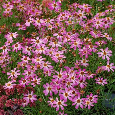 Coreopsis 'Pink Sapphire'