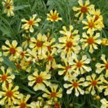 Coreopsis 'Pinwheel'