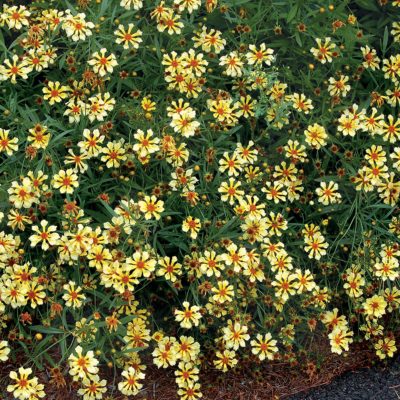 Coreopsis 'Pinwheel'