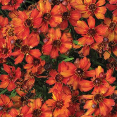 Coreopsis 'Pumpkin Pie'