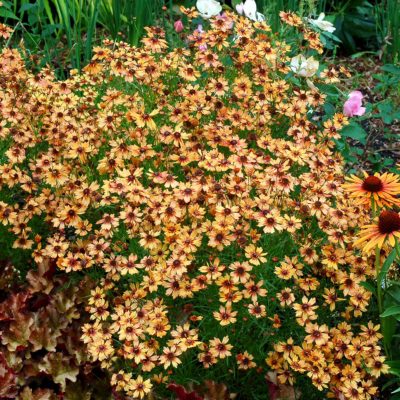 Coreopsis 'Pumpkin Pie'