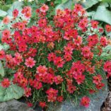 Coreopsis 'Rum Punch'