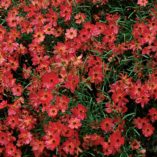 Coreopsis 'Rum Punch'