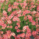 Coreopsis 'Rum Punch'