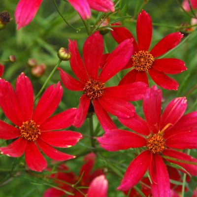 Coreopsis 'Sangria'