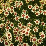 Coreopsis 'Snowberry'