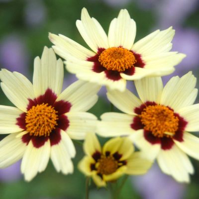 Coreopsis 'Snowberry'