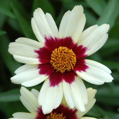 Coreopsis 'Snowberry'