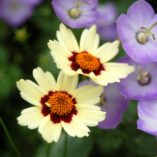 Coreopsis 'Snowberry'