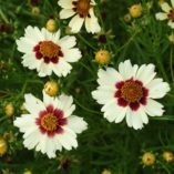 Coreopsis 'Snowberry'