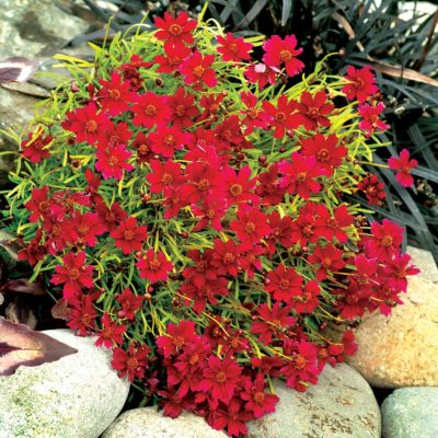 Coreopsis 'Strawberry Lemonade'