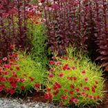 Coreopsis 'Strawberry Lemonade'