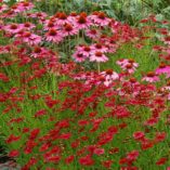 Coreopsis 'Strawberry Punch'