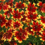 Coreopsis 'Summer Punch'