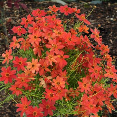 Coreopsis 'Tropical Lemonade'