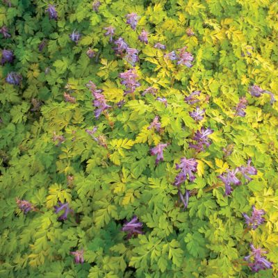 Corydalis 'Berry Exciting'