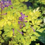 Corydalis 'Berry Exciting'