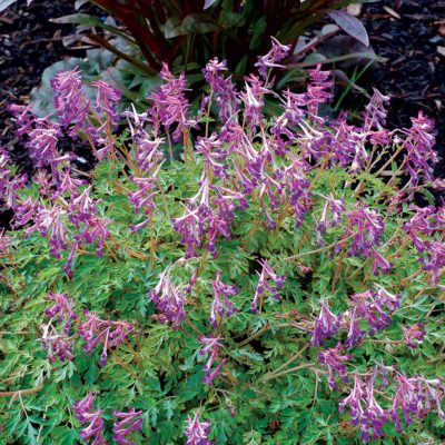 Corydalis 'Blackberry Wine'