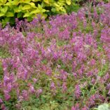 Corydalis 'Blackberry Wine'