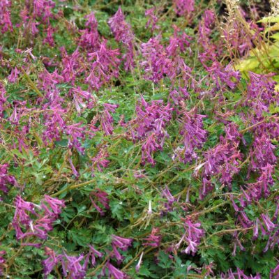 Corydalis 'Blackberry Wine'