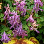 Corydalis 'Blackberry Wine'