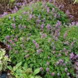 Corydalis 'Blackberry Wine'