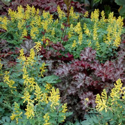 Corydalis 'Canary Feathers'