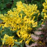 Corydalis 'Canary Feathers'