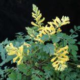 Corydalis 'Canary Feathers'