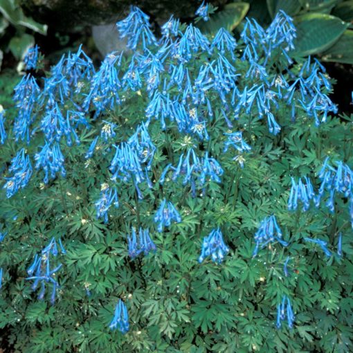 Corydalis 'China Blue'