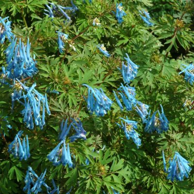 Corydalis 'China Blue'