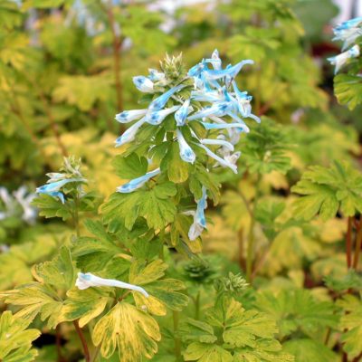 Corydalis 'Electric Blue'