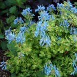 Corydalis 'Golden Panda'