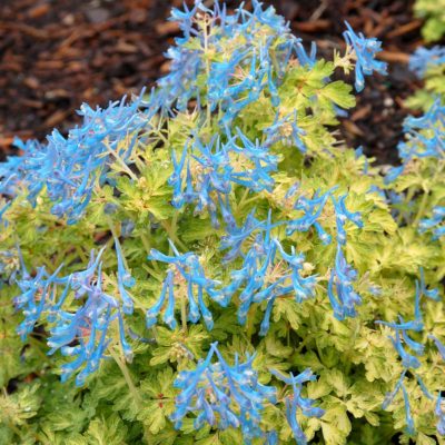 Corydalis 'Golden Panda'