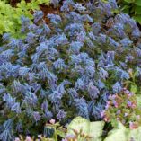 Corydalis 'Purple Leaf'