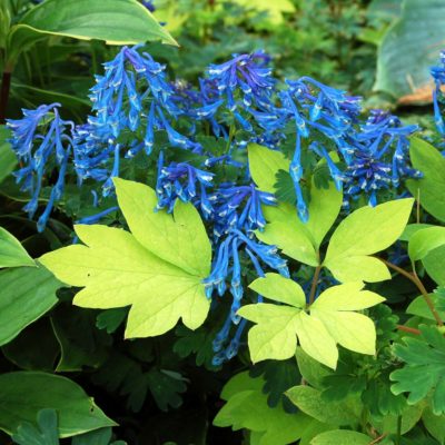 Corydalis elata