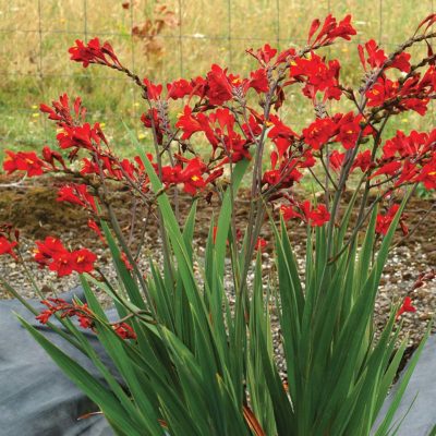 Crocosmia NOVA® 'Dragonfire'